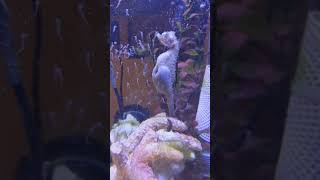 Amazing Video Of Male Seahorse Giving Birth [upl. by Namaj]