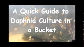 How to culture daphnia outside [upl. by Ahsekahs826]