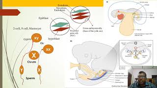 Primordial Germ Cells PGCs Production And Migration [upl. by Ahsoj]