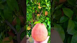 Giant Grapefruit gardening [upl. by Catherina728]