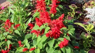 How to Grow Salvias from Seed [upl. by Idnahs859]