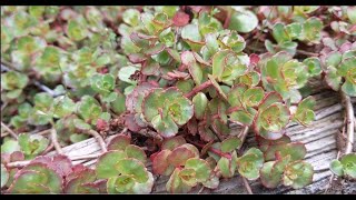 My 3 Favorite Ground Cover Plants  Never weed again  Freyman Farms [upl. by Riannon]