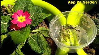 How to collect seeds from primrose  primula plant [upl. by Cornwell905]