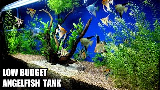 Build A Low Budget Planted Aquarium For Angelfish [upl. by Calmas]