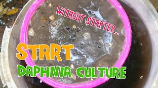 How to culture daphnia moina the easy way 1  Starting the Daphnia culture [upl. by Weinreb]