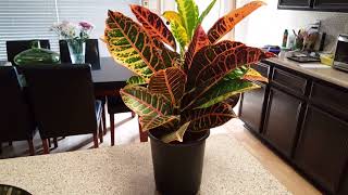 How to care for a Croton Plant  Donna Joshi [upl. by Russia]