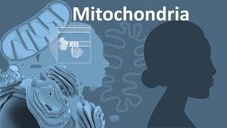 What is Mitochondrial DNA Three Fun Facts About mtDNA [upl. by Armelda757]