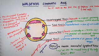 Waldeyers Lymphatic Ring Tonsillar Ring [upl. by Etakyram]