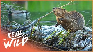 Why Do Beavers Build Dams Natures Engineers Wildlife Documentary  Natural Kingdom  Real Wild [upl. by Lantz]