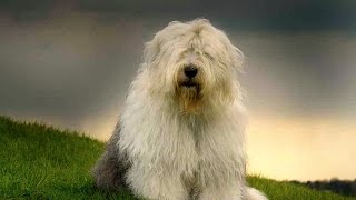 Old English Sheepdog Bobtail [upl. by Liryc]