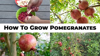 5 Year Pomegranates  How To Grow Wonderful Pomegranates amp Pomegranate Tree Care [upl. by Ennairda386]