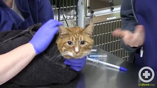 How to Administer Oral Medication to Cats [upl. by Onafets]