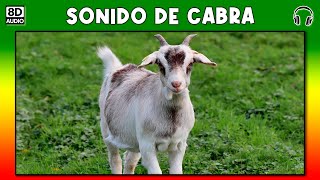 SONIDO DE CABRA 🐐 [upl. by Akciret]