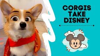 Corgis Take Disney [upl. by Nauqed]