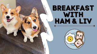 Hammy amp Olivia Corgi Eat Breakfast LIVE [upl. by Yren]