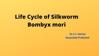 Life Cycle of SilkwormBombyx mori [upl. by Adirf128]