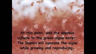 Daphnia  How to grow daphnia in your home [upl. by Merilyn]