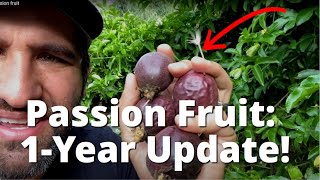 How To Grow Passion Fruit on a Fence  1 YEAR UPDATE on our quotFrederickquot PassionFruit  WOW [upl. by Picker467]