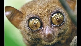 Tarsiers  Cute Little Primates from South Asia [upl. by Eintruoc]