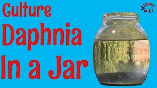 How to Culture Daphnia in a Jar [upl. by Tahpos]