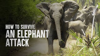 How to Survive an Elephant Attack [upl. by Mosenthal]