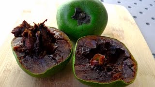 How to open and eat Black Sapote Cocolate Pudding Fruit [upl. by Alit256]