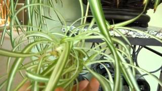 Propagating Spider Plant  Chlorophytum comosum [upl. by Enimisaj822]