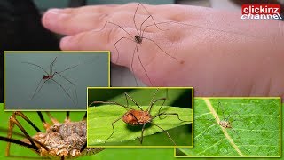 Harvestman Daddy Long Legs Spider Phalangium Opilio Phalangiidae amp Skull Spider Pholcus Phalangioide [upl. by Hescock81]