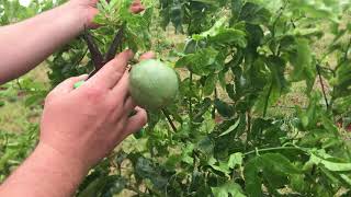 Granadilla passionfruit fruit pruning [upl. by Ammeg]