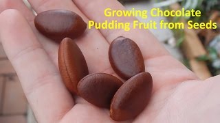 Growing Black Sapote aka Chocolate Pudding Fruit from Seeds [upl. by Erodoeht552]