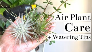 Air Plant Tillandsia Care  Watering Tips [upl. by Gnouh]