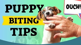 Puppy Biting Tips For New Puppy Owners [upl. by Annawd]