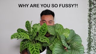 How To Care For Calathea  Houseplant Care Tips [upl. by Euf]