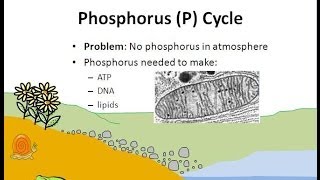 The Phosphorus Cycle [upl. by Ahsiet]