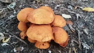 Big Laughing Gyms Gymnopilus spectabilis [upl. by Hgielac792]