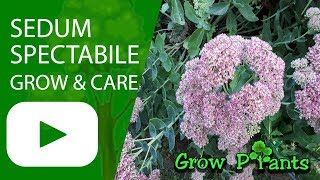 Sedum spectabile  grow and care Hylotelephium spectabile [upl. by Niajneb749]