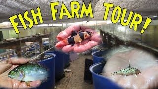 PRIVATE FISH FARM TOUR Breeding Clown Loaches Rare Cichlids Synodontis Catfish and More [upl. by Spain448]