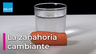 La ZANAHORIA que CAMBIA de TAMAÑO  Experimentos [upl. by Ahset]