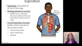 Lecture 20 Respiratory System [upl. by Balmuth]