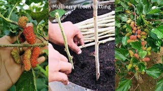 How To Grow A Lot of Mulberry From Cutting [upl. by Gill]