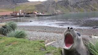 Seal Laughing [upl. by Thierry]