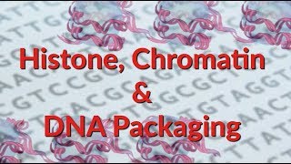 Histone  Chromatin  Nucleosome  DNA Packaging [upl. by Rus805]