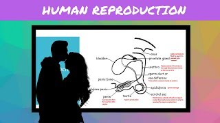 IGCSE BIOLOGY REVISION Syllabus 16 Human Reproduction [upl. by Nnylav]