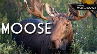 Moose Use Their Antlers to Channel Sound [upl. by Meade]