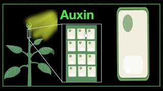 Major plant hormones amp how to remember  Control amp Coordination  Biology  Khan Academy [upl. by Akkinahs]