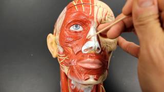 Injecting Procerus and Corrugator muscles [upl. by Ailen]