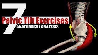 7 Pelvic Tilt Exercises  Anatomical Analysis [upl. by Rodrich]