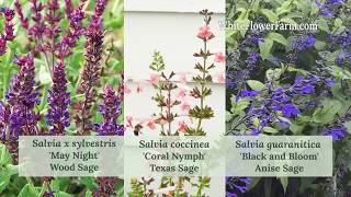 Growing Salvia [upl. by Alwyn]