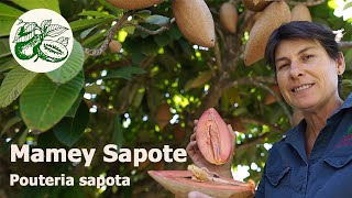 Mamey Sapote Pouteria sapota A striking tropical fruit tree that produces delicious sweet fruits [upl. by Stelu668]