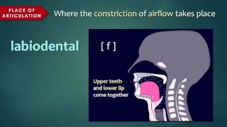 Introduction to Articulatory Phonetics Consonants [upl. by Jocelin]